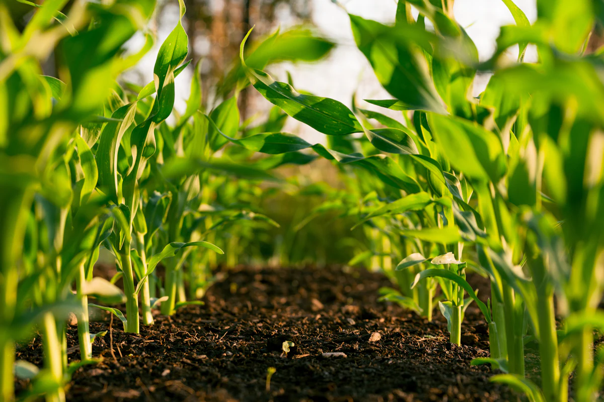 Germogli di mais che crescono in un campo