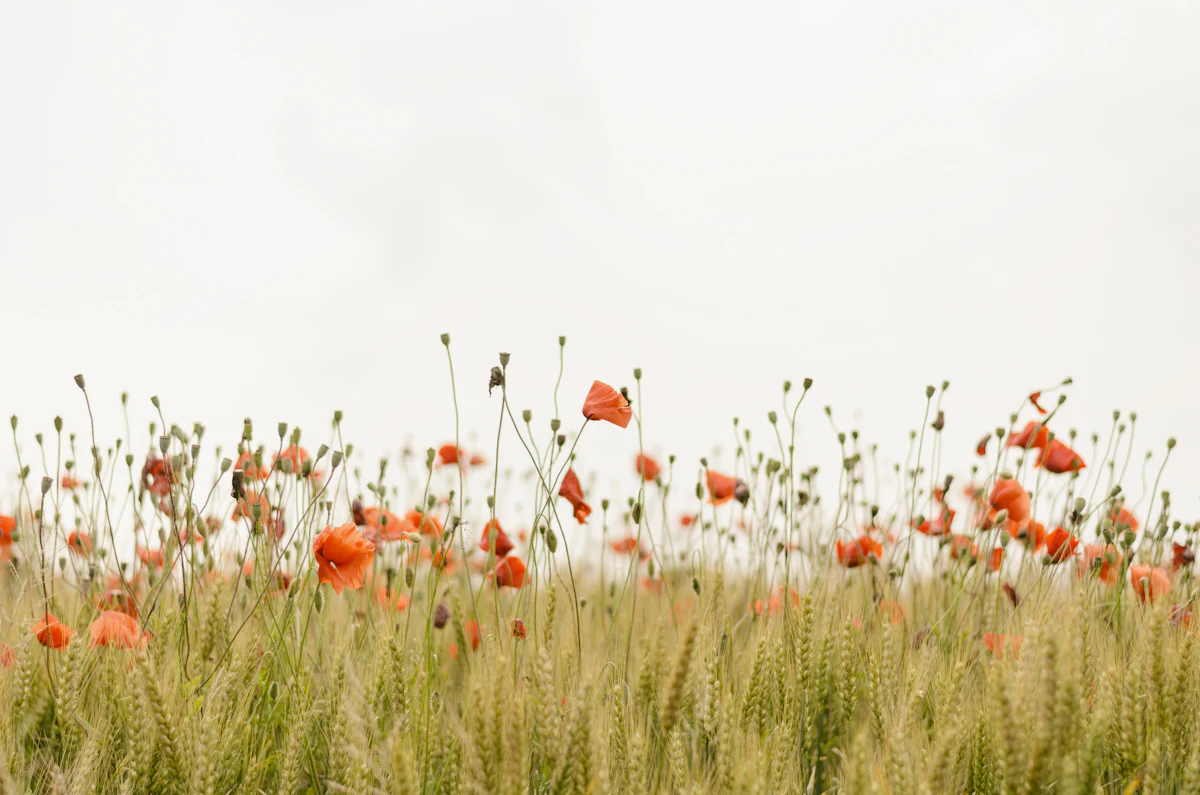 Papaveri in un prato di campagna